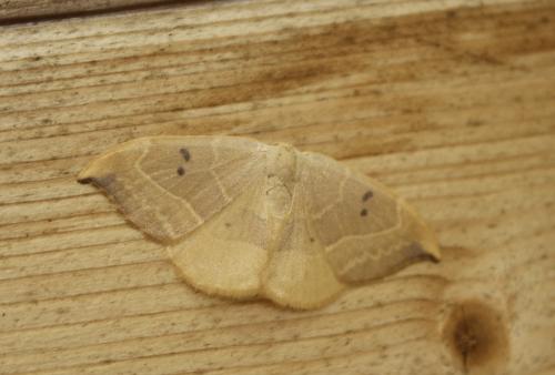 Réf. 210 408 : Watsonalla sp.